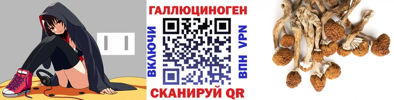 Галлюциногенные грибы Psilocybe даркнет сайт Зерноград